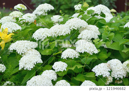 white abundantly blooming hydrangea in garden white abundantly blooming hydrangea in garden 121946682