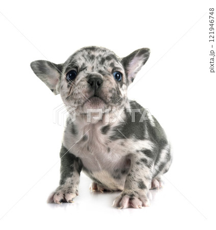 puppy french bulldog in studio 121946748