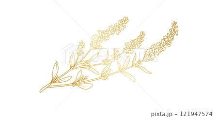 Golden Lavender flowers line art isolated on white background. Luxury Lavender floral design elements for invitation, wedding, wallpaper, print template, vector illustration 121947574