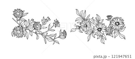 Aster flower arrangement line art on white background. Silhouette botanical hand drawn element for wedding, invitation frame design, vector illustration Aster flower arrangement line art on white background. Silhouette botanical hand drawn element for wedding, invitation frame design, vector illustration 121947651