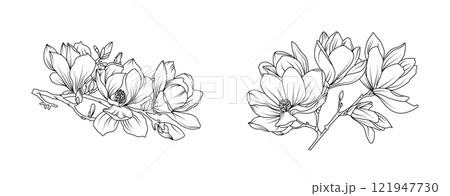 Magnolia flower arrangement line art on white background. Silhouette magnolia botanical hand drawn element for wedding, invitation frame design, vector illustration Magnolia flower arrangement line art on white background. Silhouette magnolia botanical hand drawn element for wedding, invitation frame design, vector illustration 121947730