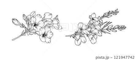 Freesia flower arrangement line art on white background. Silhouette freesia botanical hand drawn element for wedding, invitation frame design, vector illustration 121947742