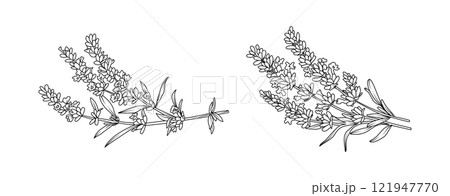 Lavender flower arrangement line art on white background. Silhouette botanical hand drawn element for wedding, invitation frame design, vector illustration Lavender flower arrangement line art on white background. Silhouette botanical hand drawn element for wedding, invitation frame design, vector illustration 121947770