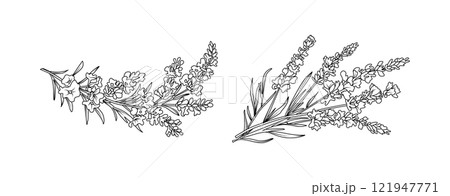 Lavender flower arrangement line art on white background. Silhouette botanical hand drawn element for wedding, invitation frame design, vector illustration Lavender flower arrangement line art on white background. Silhouette botanical hand drawn element for wedding, invitation frame design, vector illustration 121947771