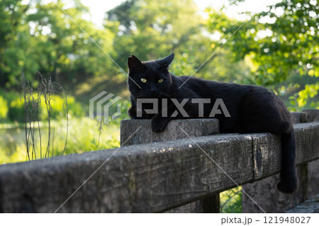 自然公園の池の側の柵の上で寝転んでくつろいでる黒猫の野良猫 121948027