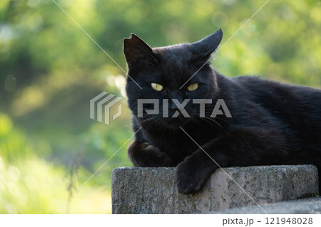 自然公園の池の側の柵の上で寝転んでくつろいでる黒猫の野良猫 121948028