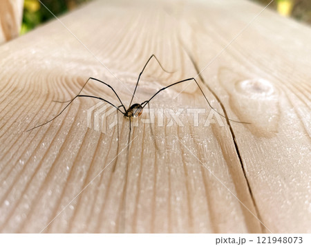 daddy long legs spider sitting on a wooden wall daddy long legs spider sitting on a wooden wall 121948073
