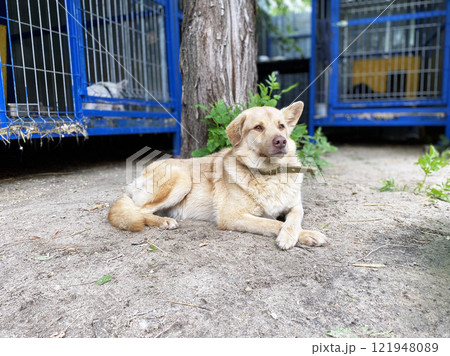 a dog guards the territory at an animal shelter 121948089