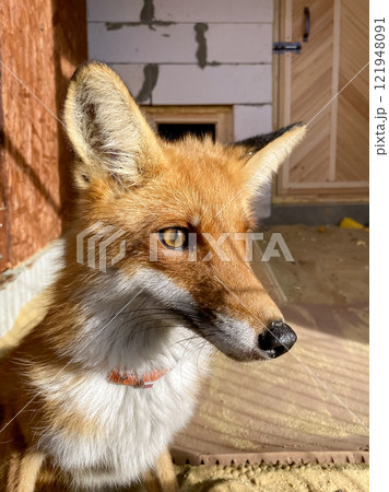 portrait of a domesticated fox in an enclosure portrait of a domesticated fox in an enclosure 121948091
