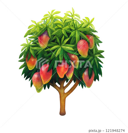 Watercolor tree with a lush, round crown with large red mangoes Watercolor tree with a lush, round crown with large red mangoes 121948274