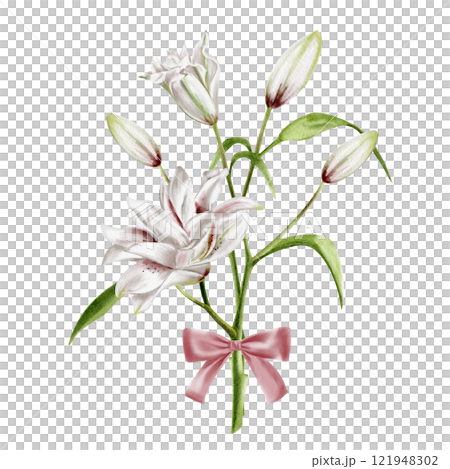 Bouquet of lilies. Spring delicate set of flowers tied with a pink ribbon. Vintage silk bow.Large white and pink lily flowers on a stem with buds and leaves.Watercolor illustration without background. Bouquet of lilies. Spring delicate set of flowers tied with a pink ribbon. Vintage silk bow.Large white and pink lily flowers on a stem with buds and leaves.Watercolor illustration without background. 121948302