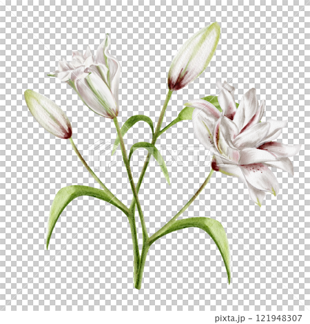 Branches with lily flowers. Large buds and closed buds. White and pink lilies. Spring bouquet. Watercolor illustration without background. For weddings, invitations, congratulations and cards.  121948307