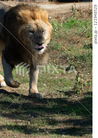 Lion Zoo Enclosure Walking Grass Lion Zoo Enclosure Walking Grass 121948529