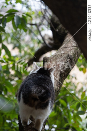 木の上を歩いてるキジトラ柄とぶち猫柄の野良猫の後ろ姿 木の上を歩いてるキジトラ柄とぶち猫柄の野良猫の後ろ姿 121948558