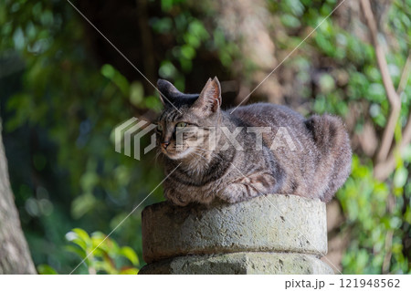 自然公園の林の中の棒の上で香箱座りしてるキジトラ柄の野良猫 121948562