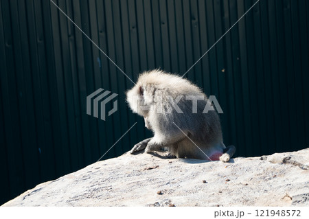 Monkey Sitting Rock Zoo Enclosure Monkey Sitting Rock Zoo Enclosure 121948572