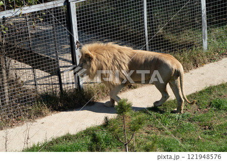 Lion Zoo Enclosure Walking - A white lion walks along a concrete path inside a zoo enclosure. 121948576