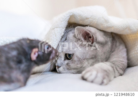 Cat Rat Blanket - Closeup of a cat and a rat lying on a white blanket. 121948610