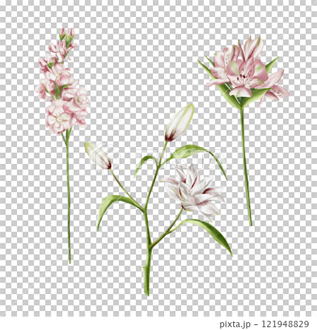 alstroemeria, lily and mathiolla. A set of flowers for a bouquet. Watercolor illustration without background, Pink petals. Spring and summer flowers for cards for March 8, Mother's Day and wedding. alstroemeria, lily and mathiolla. A set of flowers for a bouquet. Watercolor illustration without background, Pink petals. Spring and summer flowers for cards for March 8, Mother's Day and wedding. 121948829