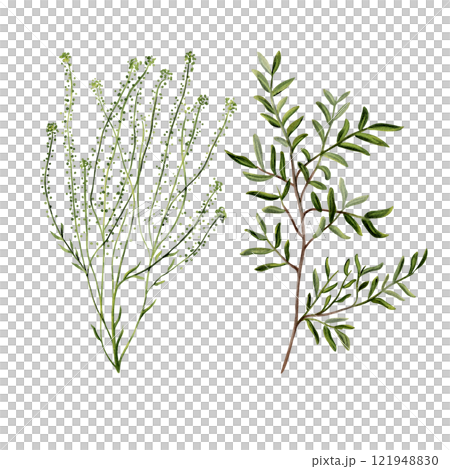 Branches of plants with small leaves. Versatile botanical twigs with green stems and leaves, similar to algae. For florist bouquets. Watercolor illustration without background. Set of simple plants.  121948830