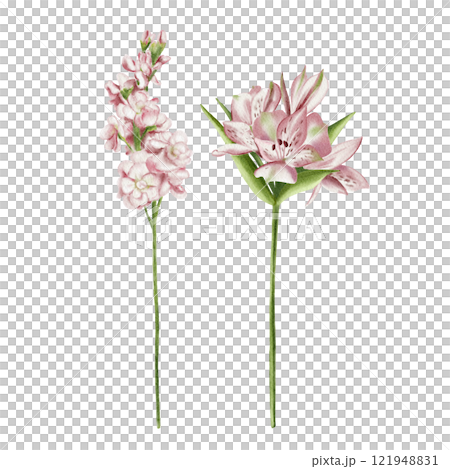 alstroemeria and mathiolla. Set of watercolor flowers. Vintage illustration. Pink flowers on long stems. Mathiolla is similar to lilac. Making bouquets. For holiday cards. alstroemeria and mathiolla. Set of watercolor flowers. Vintage illustration. Pink flowers on long stems. Mathiolla is similar to lilac. Making bouquets. For holiday cards. 121948831