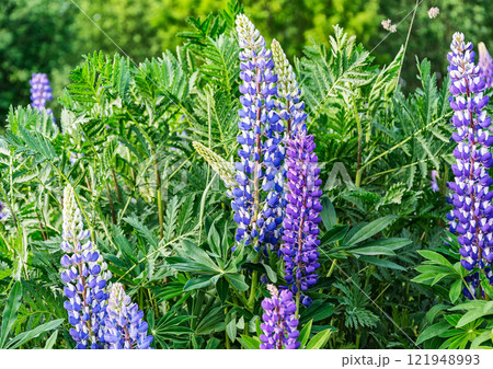 Among the thickets of green grass, blue lupine flowers blossomed 121948993