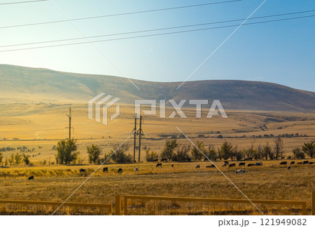 grazing on a pasture in the early autumn morning 121949082