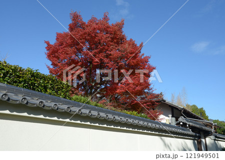 妙心寺　大龍院の紅葉　京都市右京区花園 121949501