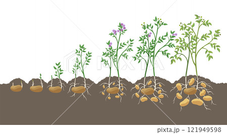 Potatoes plant growing process from seed to ripe vegetables on plants isolated on white background. Potato growth stages, planting process, plant life cycle infographic elements in flat design 121949598
