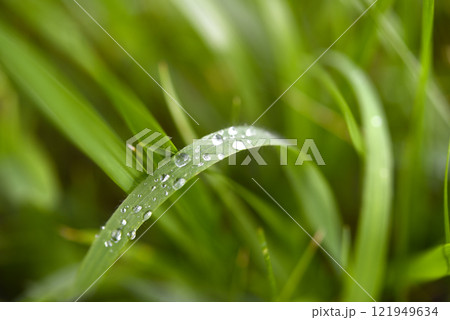Raindrops on the leaves. Dew on plants. Plants after rain. Raindrops on the leaves. Dew on plants. Plants after rain. 121949634