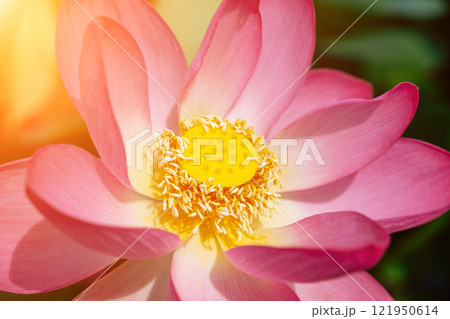 A pink lotus flower sways in the wind. Against the background of their green leaves. Lotus field on the lake in natural environment. 121950614