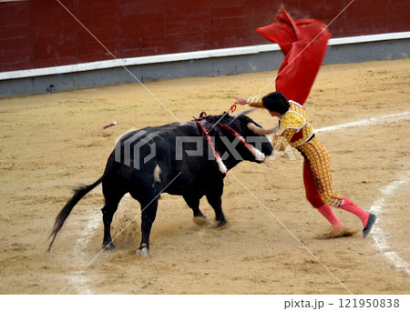 Traditional spanish bullfighting scene in arena highlighting matador's skill. Torero in a costume of light with a red muleta in front of a bull in a bullring. Spanish traditions Traditional spanish bullfighting scene in arena highlighting matador's skill. Torero in a costume of light with a red muleta in front of a bull in a bullring. Spanish traditions 121950838