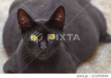 All black pregnant cat with yellow-green eyes and large belly lies on blurred street concrete surface of sidewalk and looks directly at camera. Future mothers, time of carrying life inside in mammals 121950848
