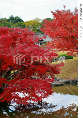 岡山後楽園の紅葉 岡山後楽園の紅葉 121950879