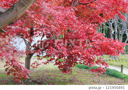 岡山後楽園の紅葉 岡山後楽園の紅葉 121950891