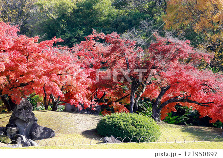 岡山後楽園の紅葉 121950897