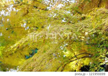岡山後楽園の紅葉 121950899