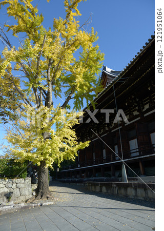 金戒光明寺　御影堂のイチョウの黄葉　京都市左京区黒谷 121951064