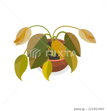 3D Isometric Flat Vector Set of Withered Houseplants In Pots, Fading Indoor Plants. Item 3 3D Isometric Flat Vector Set of Withered Houseplants In Pots, Fading Indoor Plants. Item 3 121951467