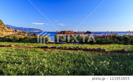 爪木崎のスイセン・アロエ 爪木崎のスイセン・アロエ 121951655