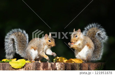 Grey squirrels eating nuts on a tree stump in autumn Grey squirrels eating nuts on a tree stump in autumn 121951878