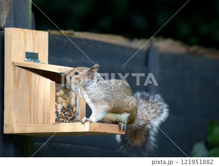 Portrait of a grey squirrel eating nuts and seeds on a squirrel feeder Portrait of a grey squirrel eating nuts and seeds on a squirrel feeder 121951882