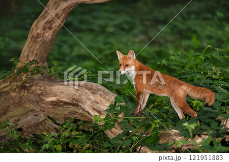 Red fox cub standing on a tree in a forest 121951883