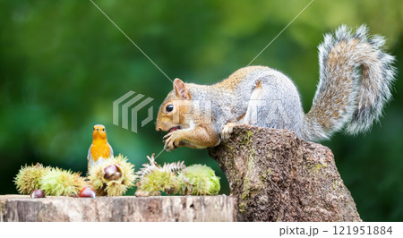 Grey squirrel and robin sharing a woodland feast Grey squirrel and robin sharing a woodland feast 121951884
