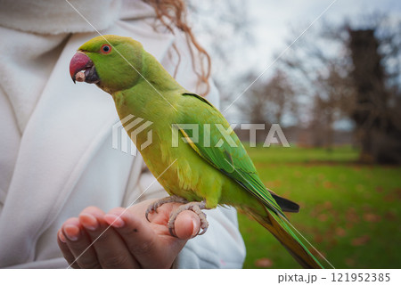 A vibrant green parakeet sits on a person's hand in a London park. The scene includes bare trees, a grassy field, and an overcast sky, indicating winter. A vibrant green parakeet sits on a person's hand in a London park. The scene includes bare trees, a grassy field, and an overcast sky, indicating winter. 121952385