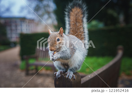A grey squirrel holds a nut while perched on a bench in a London park. The background shows blurred greenery and a pathway, creating a serene scene. 121952416