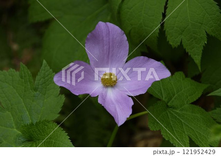 信州栂池で見た淡紫色の花弁に似た四輪の萼片が綺麗なシラネアオイの花 121952429