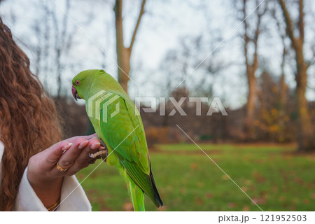 A vibrant green parakeet sits on a person's hand in a London park, surrounded by bare trees and green grass, capturing a serene winter day. 121952503