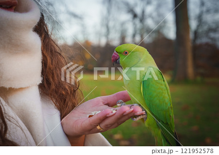 A vibrant green parakeet perches on a person's hand, feeding on seeds. The person wears a white coat, set against bare trees in a London park during winter. A vibrant green parakeet perches on a person's hand, feeding on seeds. The person wears a white coat, set against bare trees in a London park during winter. 121952578