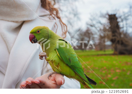A vibrant green parakeet sits on a person's hand in a London park. The person wears a white coat, and bare trees and fallen leaves suggest a winter setting. A vibrant green parakeet sits on a person's hand in a London park. The person wears a white coat, and bare trees and fallen leaves suggest a winter setting. 121952691